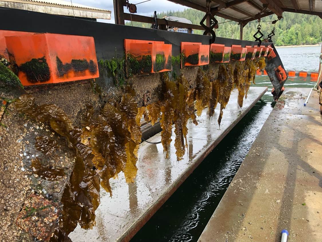 Kelp and marine growth removed from boom floats during cleaning
